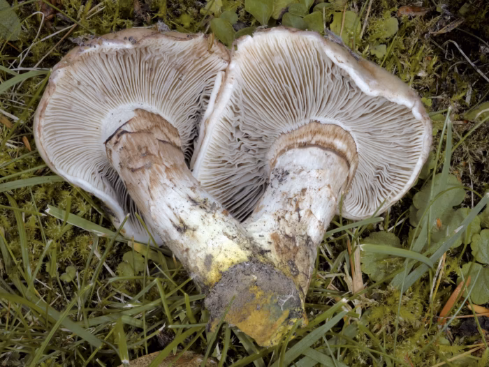 Gomphidius oregonensis &ndash; Oregon-Schmierling, teilweise gegabelte Lamellen; linker Hut