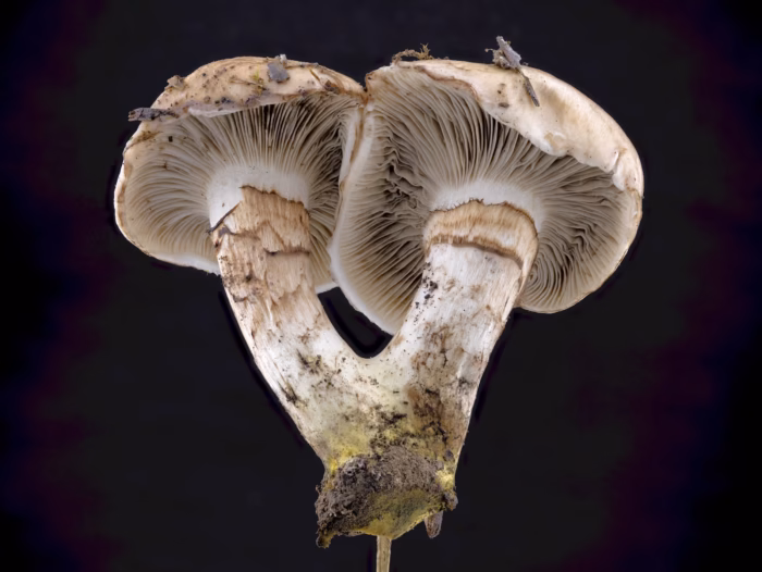 Gomphidius oregonensis &ndash; Oregon-Schmierling, ganz arttypisch die braunen Reste des Velum partiale am oberen Stiel