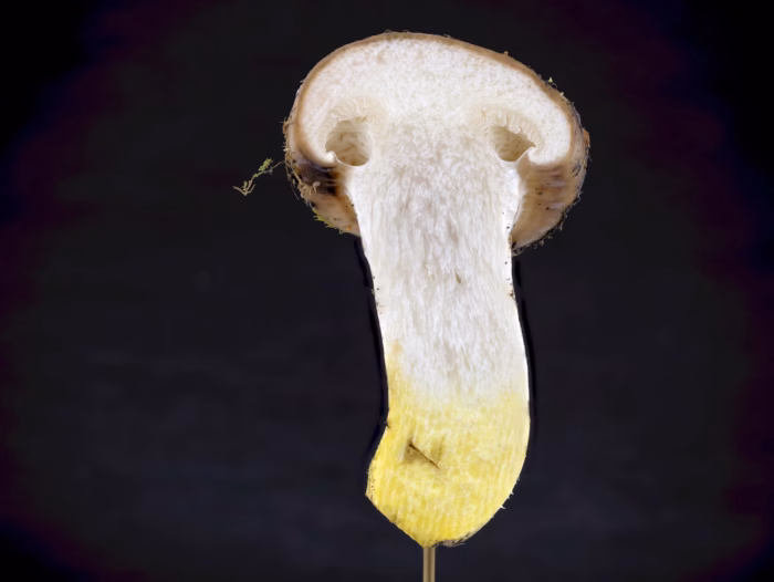 Gomphidius oregonensis &ndash; Oregon-Schmierling, Schnittbild eines jungen Fruchtk&ouml;rpers