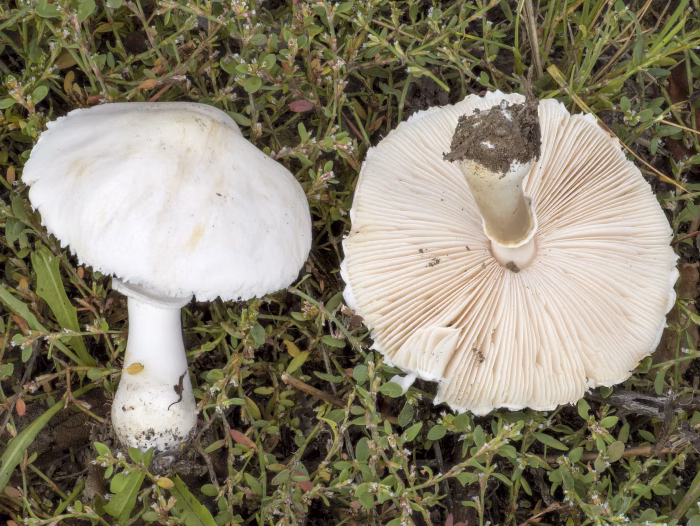 Leucoagaricus leucothites &ndash; Rosabl&auml;ttriger Egerlingsschirmling, namensgebend die rosa Lamellen