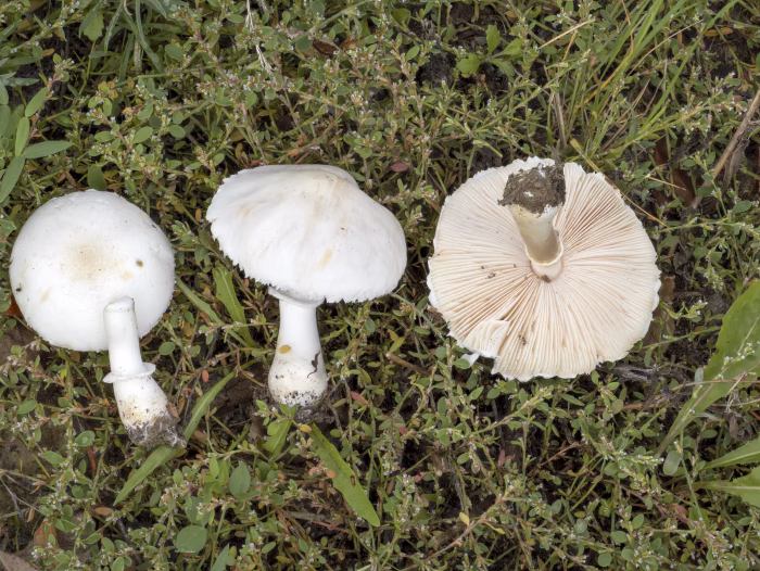 Leucoagaricus leucothites &ndash; Rosabl&auml;ttriger Egerlingsschirmling, typischer, behangener Hutrand, der Ring ist glatt