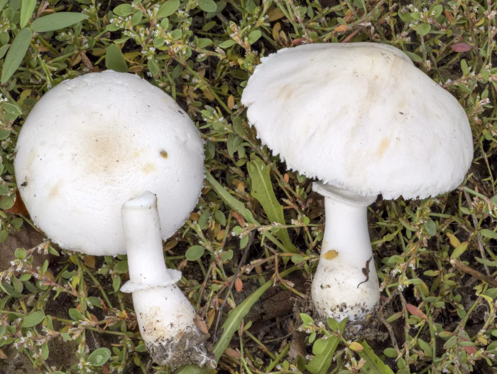 Leucoagaricus leucothites &ndash; Rosabl&auml;ttriger Egerlingsschirmling, bei Ber&uuml;hrung leicht orange werdend, was sp&auml;ter zu Grau verblasst